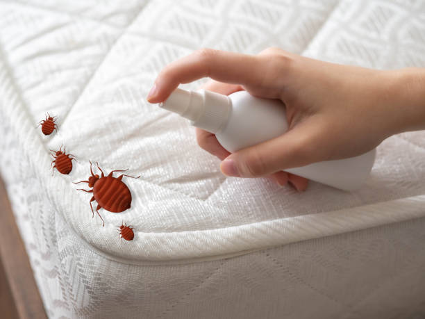 Best Termite Control Services  in Durant, MS